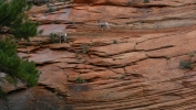 PICTURES/Leaving Zion on Mt. Carmel Hwy/t_Bighorn Sheep13.JPG
